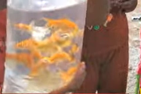 Kanchipuram locals protest against bad roads by dumping fish in potholes