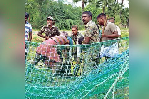 Watchers catch the bear in a net on Monday