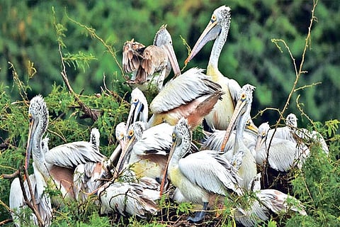 The entry of freshwater into Pallikaranai wetlands has made water bodies an ideal habitat