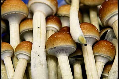 UP district to serve mushrooms in midday meal