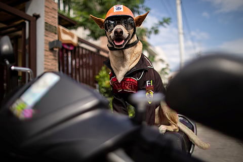 Biker dog Bogie thrills fans as he cruises Philippine highways