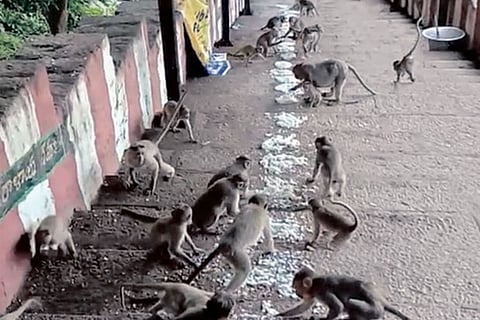 NGO uses software to track feeding of monkeys at pilgrim town Sholinghur
