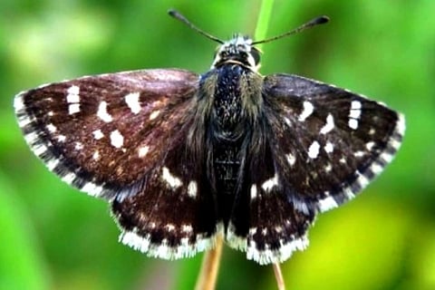 India's 1328th butterfly species found in Rajasthan