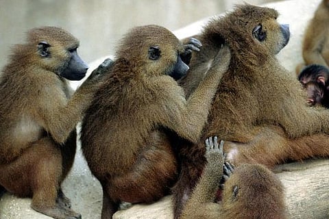 For longevity, male baboons turn to ‘girlfriends with benefits’