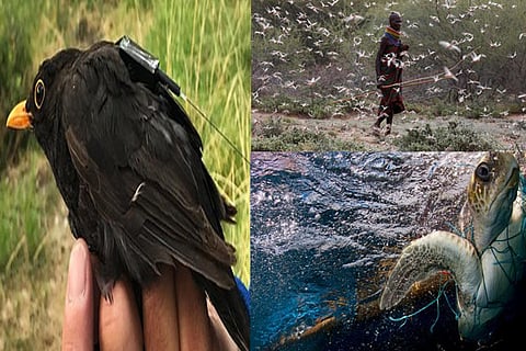 ICARUS could predict where the next locusts will hatch; Huge 'ghost nets' floating in the oceans