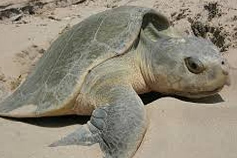Turtle found dead on Kumari coast on eve of Wildlife Week