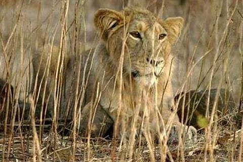 Delhi zoo lioness suffering from paralysis for 9 yrs dies