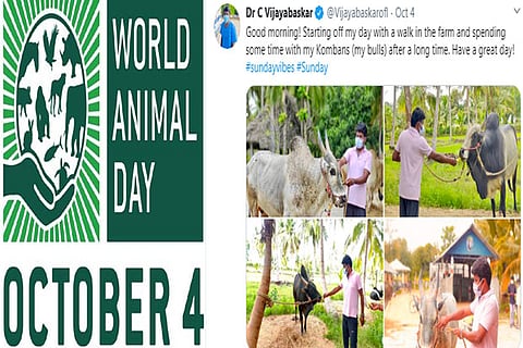 Bull rearers in city finally find footing after shutdown