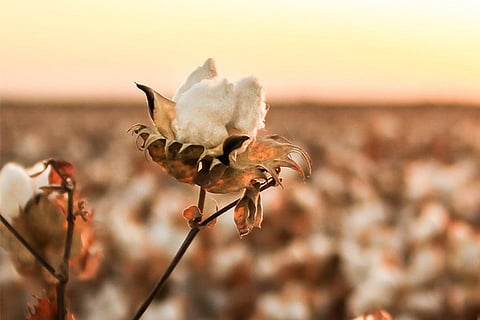 India's cotton crop estimates for 2019-20 raised to 360 bales