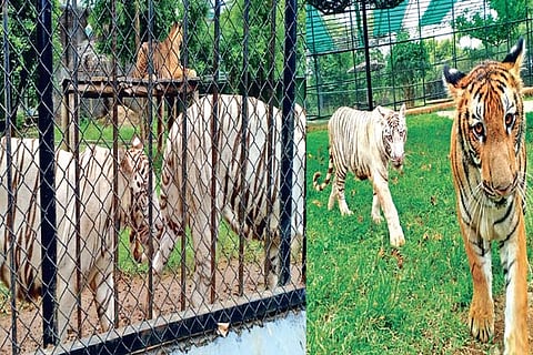 The zoo boasts of 17 tigers, including white and Royal Bengal breeds. One of the white tigers gave