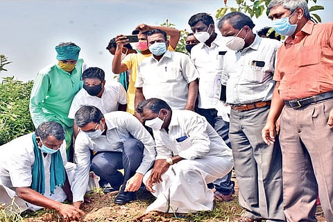 Thanjavur Collector M Govinda Rao sowing palm seeds