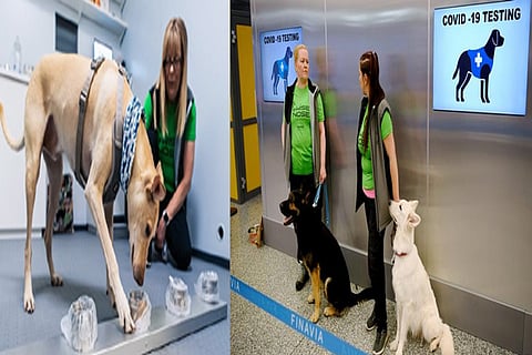 Helsinki Airport uses sniffer dogs to detect the coronavirus, but funding is running out