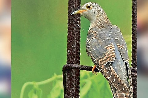 Eurasian Cuckoo.