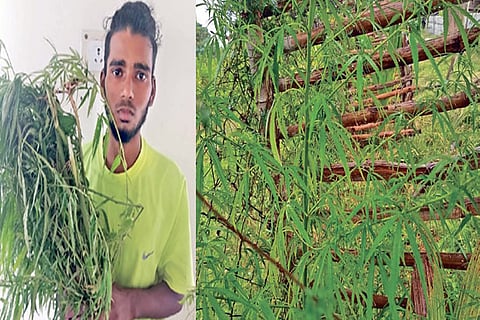Manikandan (left) and his ganja saplings
