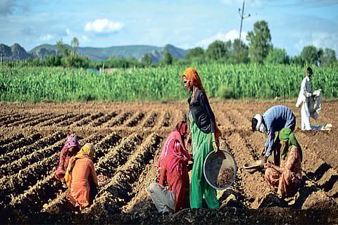 Farm workers plant onions in the village