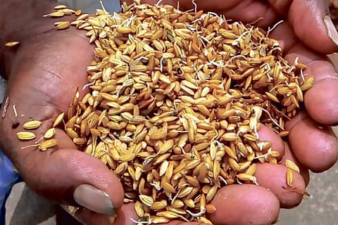 Grains kept outside the DPC have started sprouting due to rain