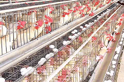 Namakkal farmers deny panel observations