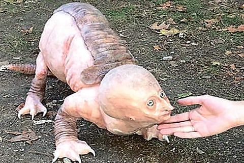 DeTect: Italian artwork mistaken for ‘supernatural’ animal