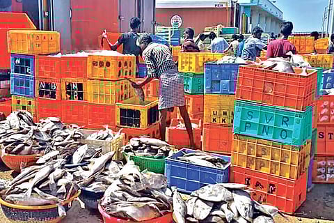 Big catch of ?Klathi? species at Pamban coast