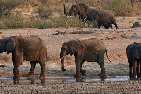 Zimbabwe plans to send dead elephants' brain tissue to US for toxin tests
