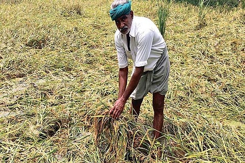 ?Kuruvai? paddy damaged in Tuesday?s rains in Thanjavur