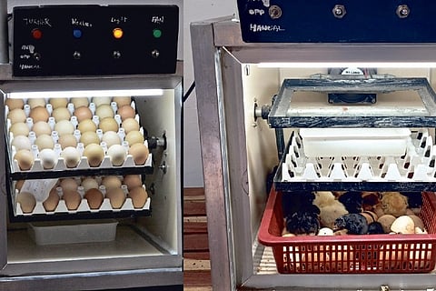 The eggs kept in the solar-powered incubator and the first batch of chicks hatched on Monday morning