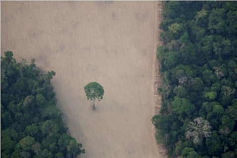 File photo: Amazon forest