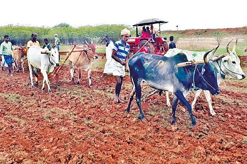 Farmers undertaking traditional ploughing at Achampatti