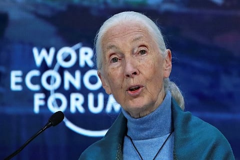 Jane Goodall