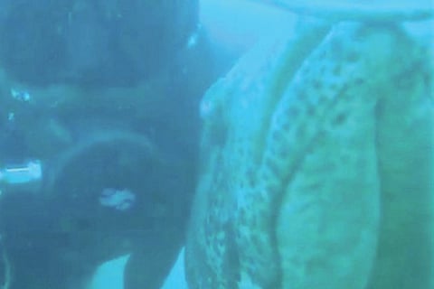 City scuba diver raises awareness on fish behaviour to protect ocean