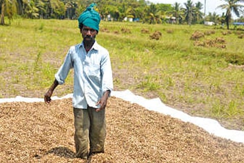 A farmer spreads peanuts on the field