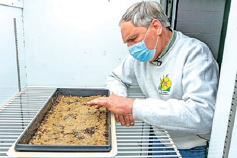 Seeds of a 142-year-old science experiment germinate