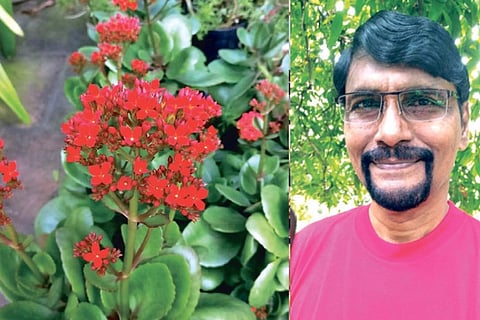 From Vijaian?s (inset) house garden in Chennai