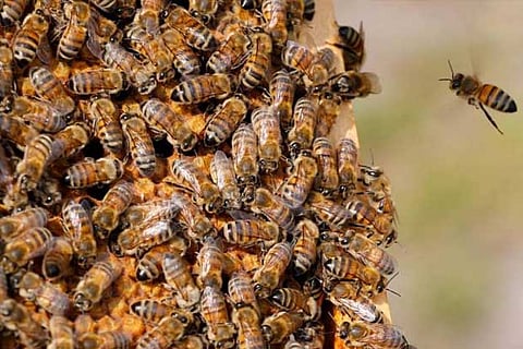 Like bees, wasps 'valuable' for ecosystems, human health