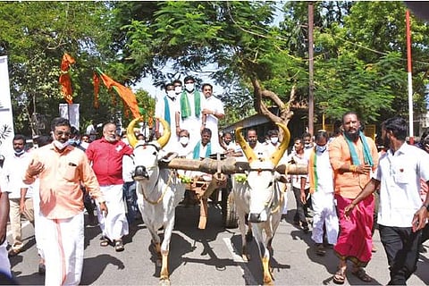 BJP state president K Annamalai coming to the protest venue in a bullock cart in Thanjavur