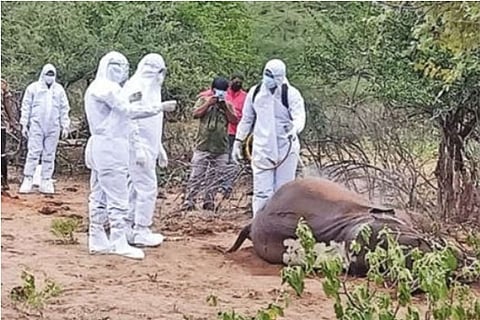 Forest department staff spray disinfectant on the carcass of an elephant