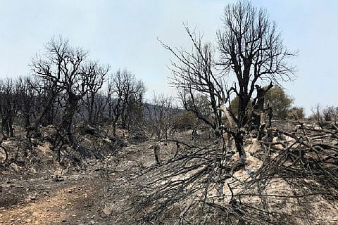 At least 65 killed in Algerian wildfires, Greece and Italy burn