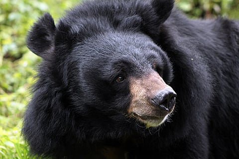 56-yr-old tea worker injured in attack by two sloth bears in Valparai