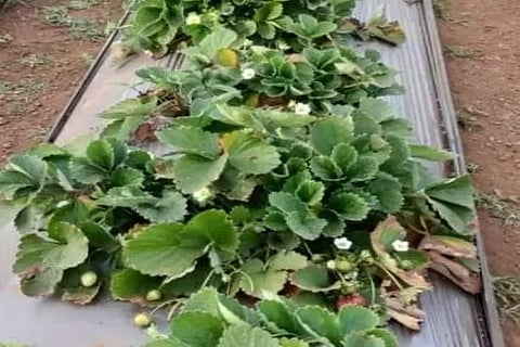 Representative Image: IANS