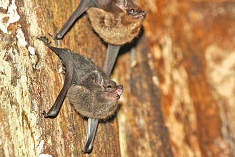 Similarity among species: The curious case of bat pups babbling like human babies
