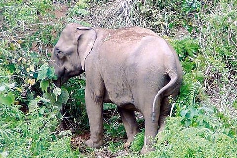 Representative Image