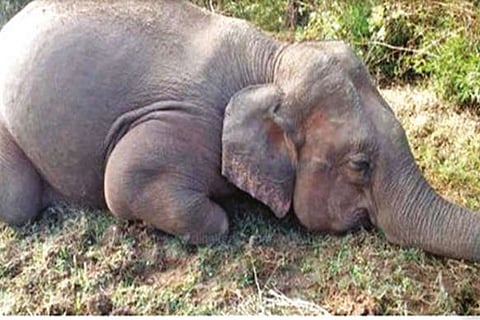 The carcass had begun to decompose when it was found on Sunday