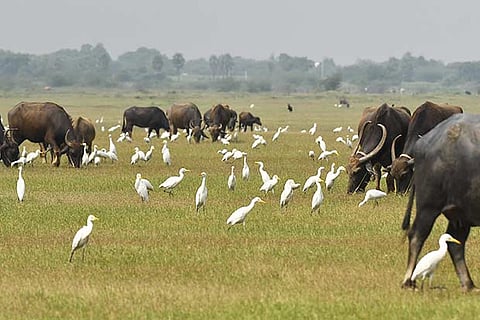 Representative image