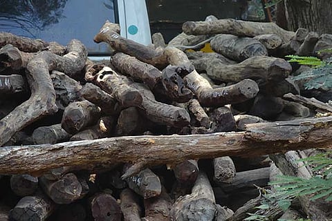 A file photo of red sanders logs