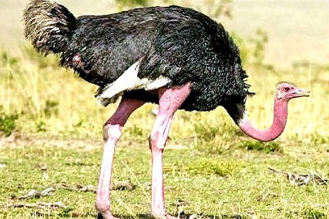 Poultry farmers have been advised to improve the living conditions of the livestock