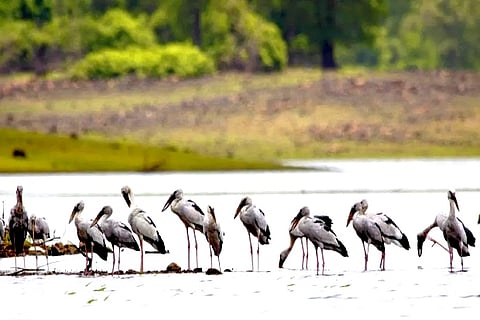 Vedanthangal bird sanctuary located in the flood-prone Chengalpattu district