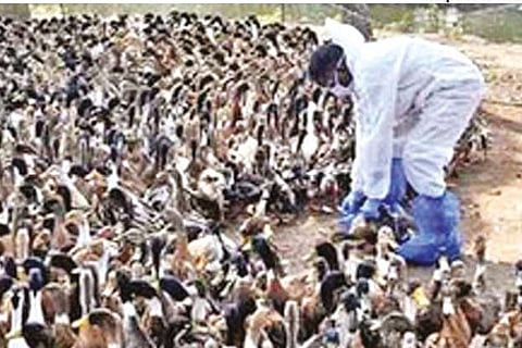 Representative image