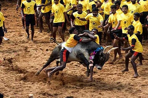 File image of Jallikattu sport