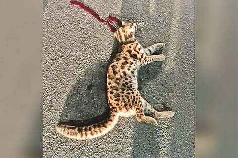 A leopard cat killed by a speeding vehicle at Mudumalai Tiger Reserve early this week.