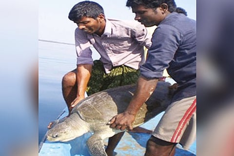 Fishermen releasing a female Olive Ridley caught in their net near Kalpakkam